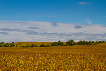 Field at soybean harvest time. Soybean field with background of blue sky and some clouds. Ripe soy plants. Soy agriculture