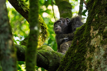 Common Chimpanzee - Pan troglodytes, popular great ape from African forests and woodlands, Kibale forest, Uganda.