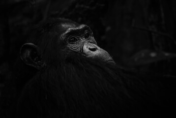 Common Chimpanzee - Pan troglodytes, popular great ape from African forests and woodlands, Kibale...