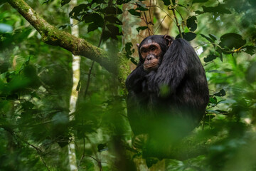 Common Chimpanzee - Pan troglodytes, popular great ape from African forests and woodlands, Kibale forest, Uganda.
