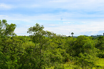 Landscape of forest in the morning