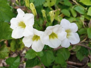 white flowers