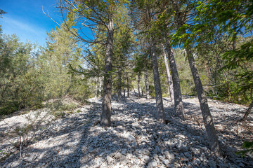 Steinlawine im Bergwald