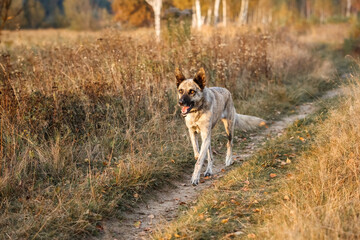 Hollandse Herder runs a gallop through the autumn field