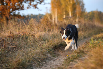 Border Collie goes on the autumn dry field