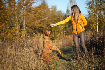 Rhodesian Ridgeback performs a command in front of the coach in a yellow autumn field