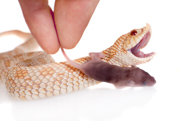 Western hog-nosed snake, Heterodon nasicus against white background