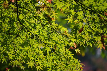 緑色のモミジの葉っぱが太陽の光を浴びて奇麗です。
The leaves of the green maple are beautiful in the sunlight.