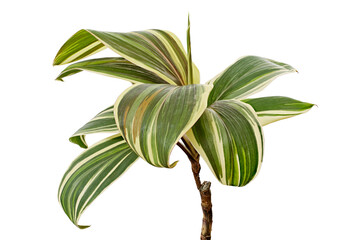 Ti plant, Cordyline fruticosa ‘Chocolate’ leaves, Colorful foliage, isolated on white background with clipping path