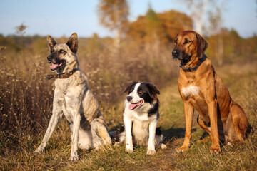 Three dogs Rhodesian Ridgeback, Border Collie and Hollandse herder sit in an autumn field