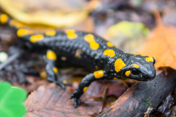 The fire salamander (Salamandra salamandra)  in forest