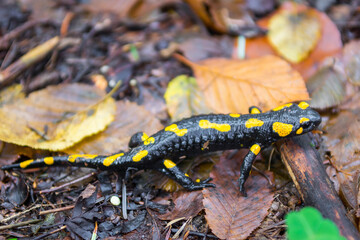 The fire salamander (Salamandra salamandra)  in forest
