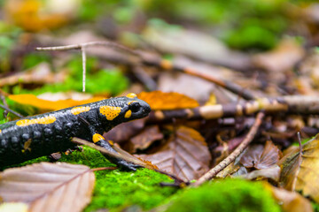 The fire salamander (Salamandra salamandra)  in forest