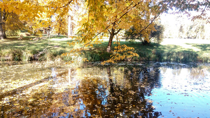 Autumn trees reflected in water. Scenic golden autumn in the park. Beautiful autumn landscape in the morning. 