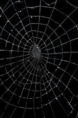 spider web with dew drops