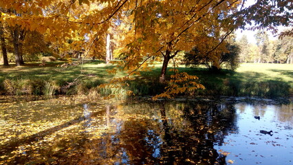 Autumn trees reflected in water. Scenic golden autumn in the park. Beautiful autumn landscape in the morning. 