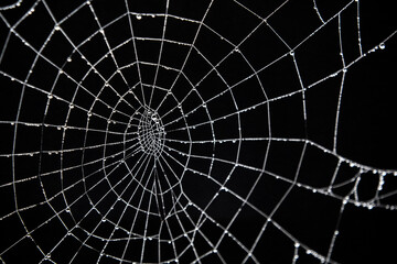 spider web with dew drops