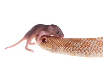 Western hog-nosed snake, Heterodon nasicus against white background