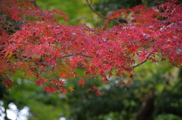 バックが緑色、手前にカラフルなモミジ
The back is green. Colorful maple in the foreground