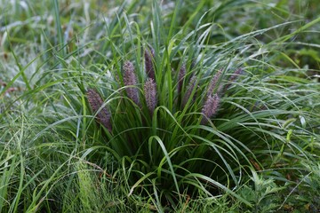 Pennisetum alopecuroides (Fountain grass)  flowers. Poaceae perennial weeds with brush-like ears. 