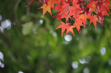 バックが緑色、手前にカラフルなモミジ
The back is green. Colorful maple in the foreground