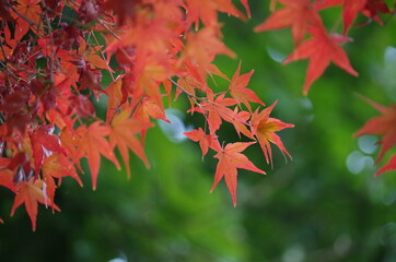 バックが緑色、手前にカラフルなモミジ
The back is green. Colorful maple in the foreground