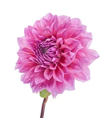 Foto op Canvas Dahlia flower with leaves, Pink dahlia flower isolated on white background, with clipping path © Dewins