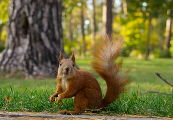 Portrait of the red squirrel or Eurasian red squirrel (Sciurus vulgaris). Red squirrel at the park. Nature background.  