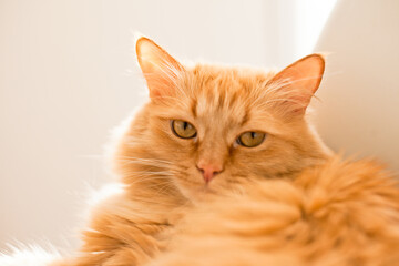 Orange ginger cat lying on the white chair close up