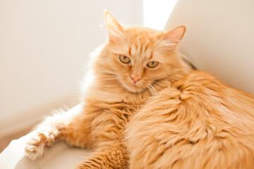 Orange ginger cat lying on the white chair