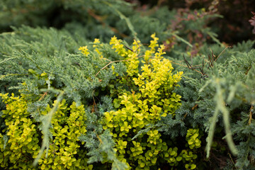Green plant in the park. Garden plant in summer.