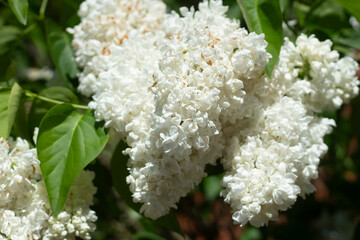 White lilac. Bushes bloom in spring. Flowering plant.