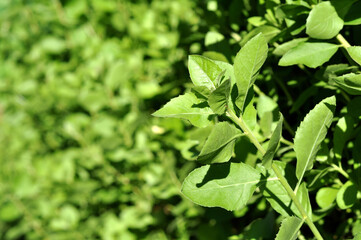Green leaves background texture blur bokeh one side