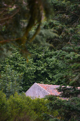 House in woods