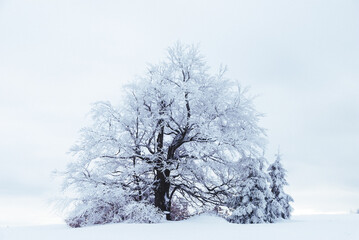 Fototapeta premium Lonely snow-covered tree, Beskids, Poland