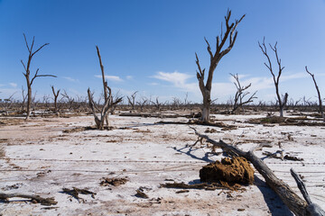 Remains of dead trees in an a salinity affected landscape