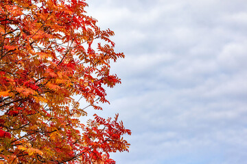 Bright red-orange autumn leaves of rowan on the background of the sky. Autumn background.