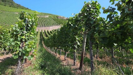 Alignement de vignes dans un vignoble de la vallée de la Moselle en Allemagne