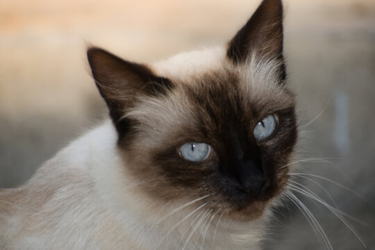 Chat Siamois Images Browse 291 Stock Photos Vectors And Video Adobe Stock