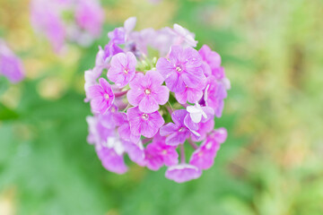 Garden phlox (Phlox paniculata), vivid summer flowers. Blooming branches of phlox in the garden on a sunny day. Soft blurred selective focus.	