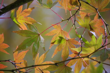 カラフルなモミジを近寄って撮影しました。
I took a close-up shot of a colorful maple.