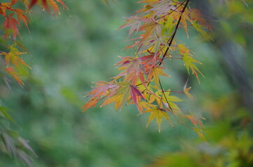 カラフルなモミジを近寄って撮影しました。
I took a close-up shot of a colorful maple.