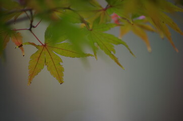 カラフルなモミジを近寄って撮影しました。
I took a close-up shot of a colorful maple.