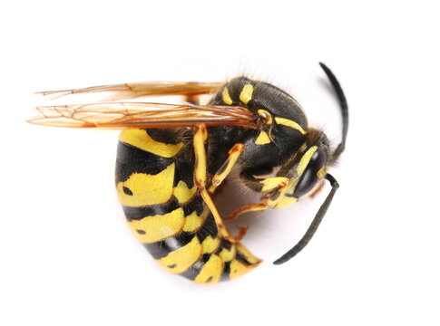 Common wasp, Vespula vulgaris isolated on white  