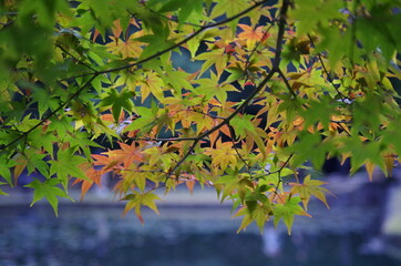 カラフルなモミジを近寄って撮影しました。
I took a close-up shot of a colorful maple.