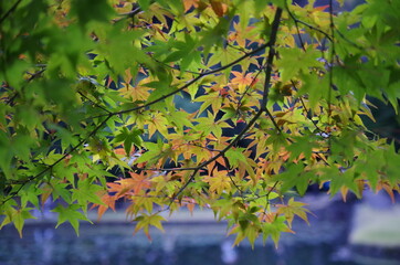カラフルなモミジを近寄って撮影しました。
I took a close-up shot of a colorful maple.