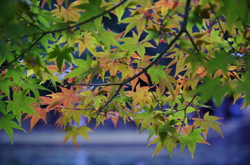 カラフルなモミジを近寄って撮影しました。
I took a close-up shot of a colorful maple.
