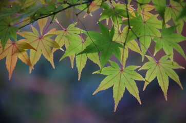 カラフルなモミジを近寄って撮影しました。
I took a close-up shot of a colorful maple.