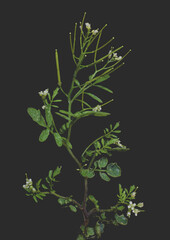 Wild flowers on black background
