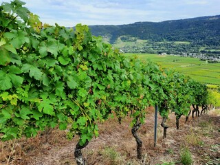 Fototapeta na wymiar vignoble dans la campagne de la vallée de la Moselle en Allemagne